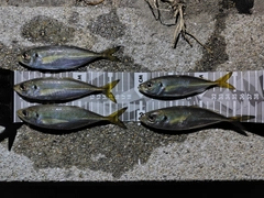 アジの釣果