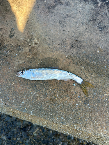 オイカワの釣果