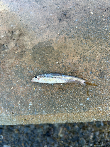 カワムツの釣果