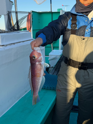 アマダイの釣果