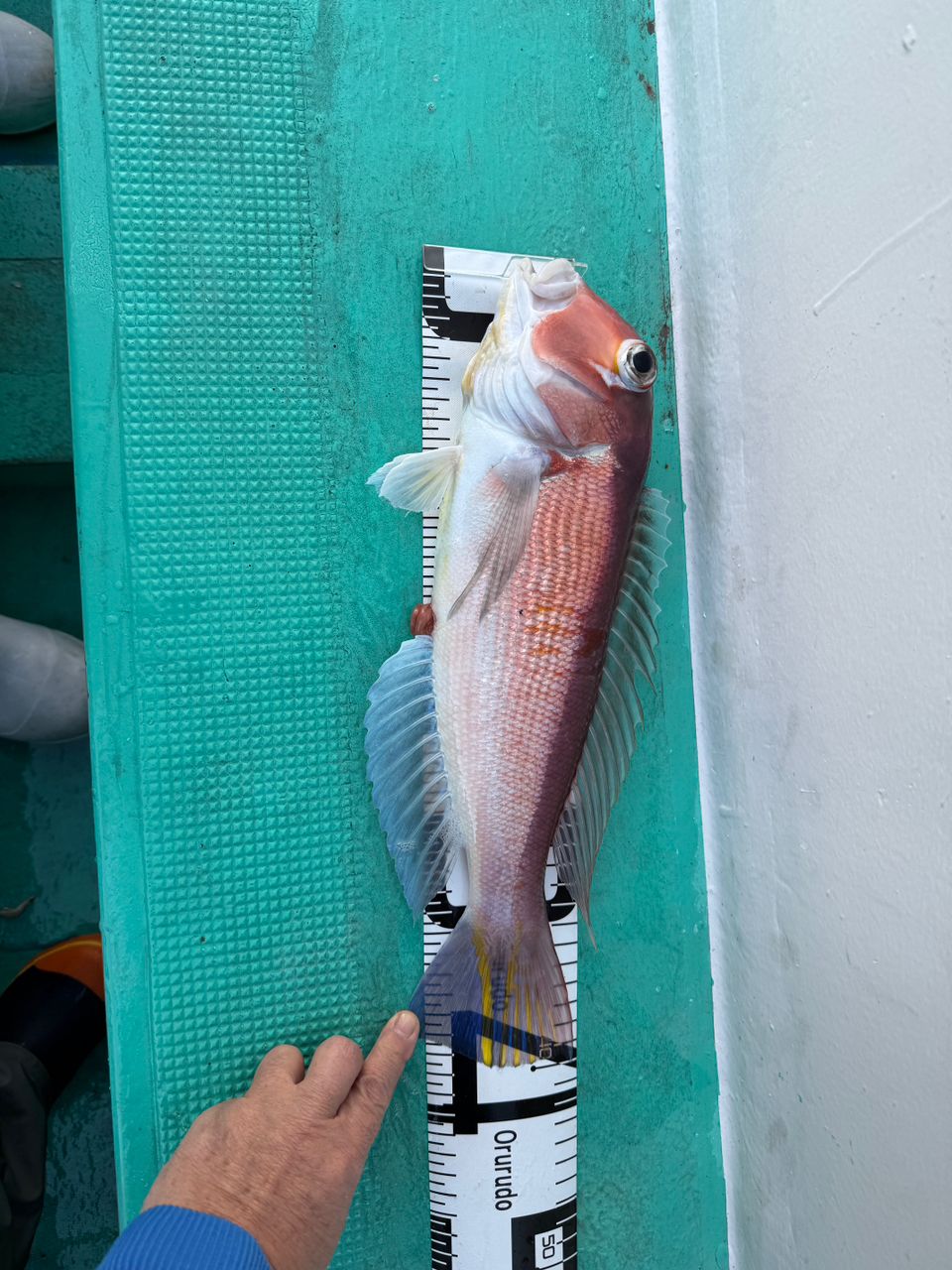 358丸さんの釣果 2枚目の画像