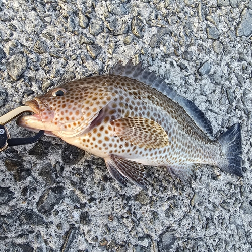 オオモンハタの釣果