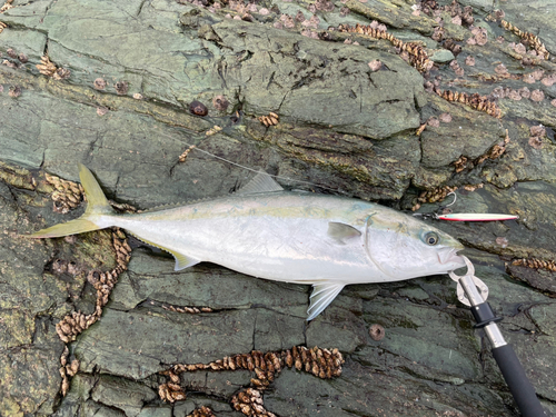 ハマチの釣果