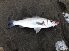 ヒラスズキの釣果