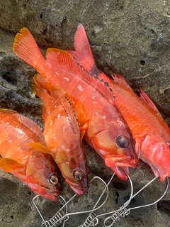 アカハタの釣果