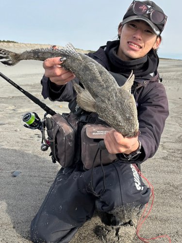 マゴチの釣果