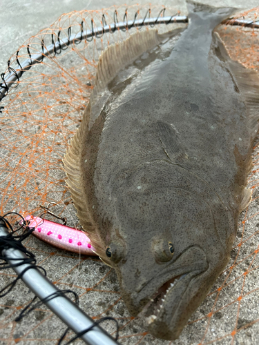 ヒラメの釣果