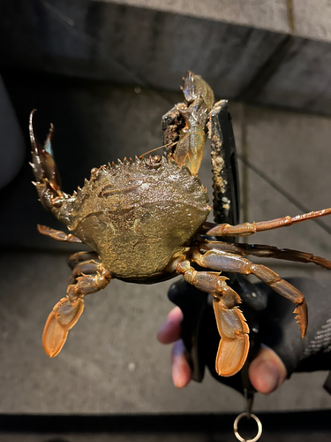 イシガニの釣果