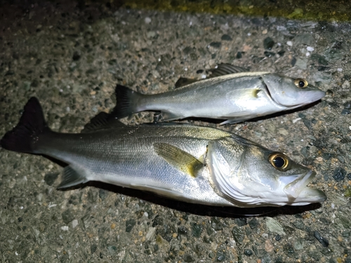 シーバスの釣果