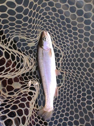 ニジマスの釣果