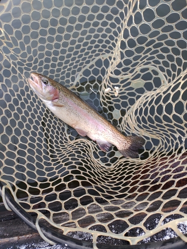 ニジマスの釣果