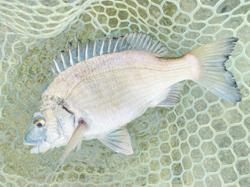 ミナミクロダイの釣果