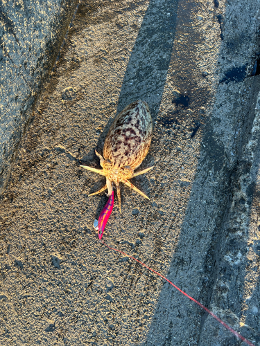 モンゴウイカの釣果