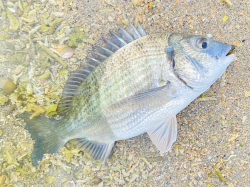 ミナミクロダイの釣果