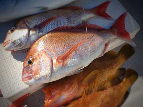 タイの釣果