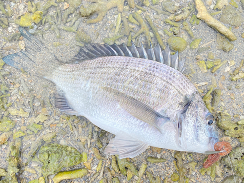 ミナミクロダイの釣果