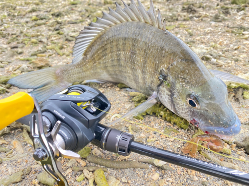 ミナミクロダイの釣果