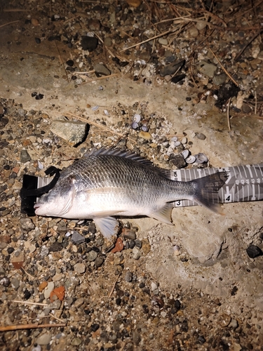 キビレの釣果