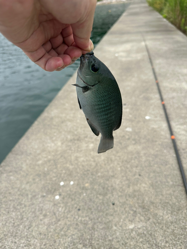 メジナの釣果