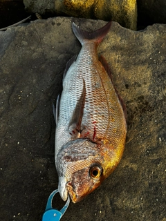 マダイの釣果