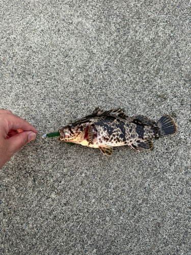 タケノコメバルの釣果