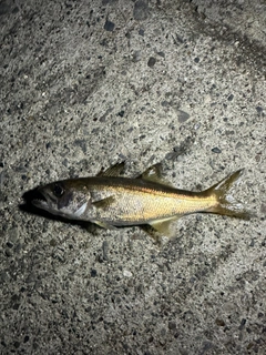 クロムツの釣果