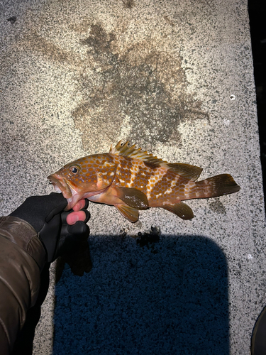 アコウの釣果