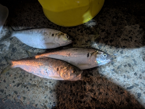 コノシロの釣果