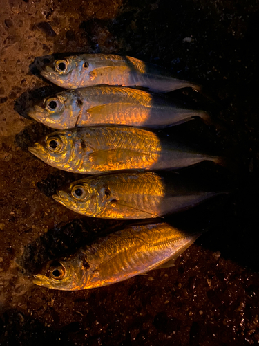 アジの釣果