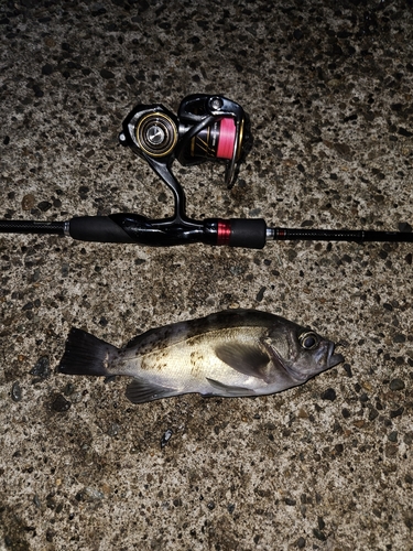 クロメバルの釣果