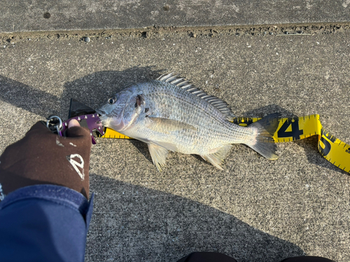 チヌの釣果