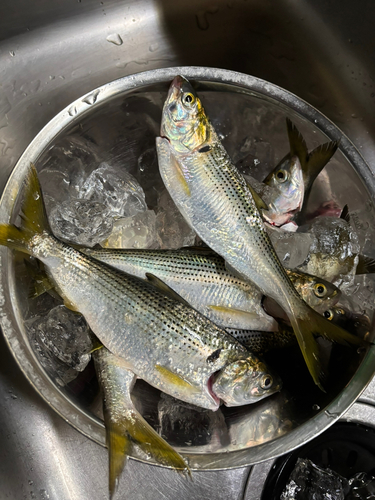 コノシロの釣果