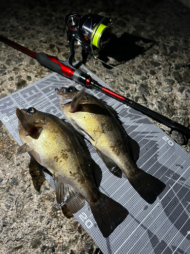 メバルの釣果