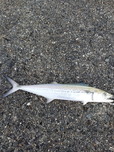 サゴシの釣果