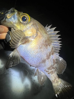 シロメバルの釣果