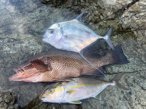 オオモンハタの釣果