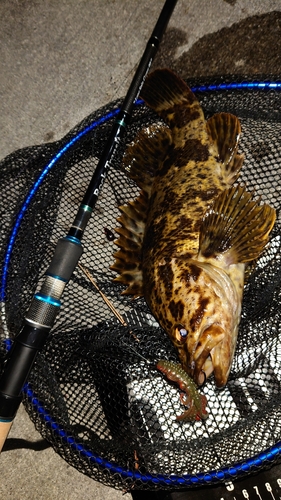 タケノコメバルの釣果