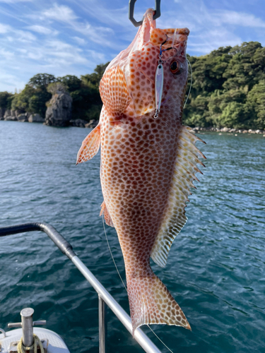 オオモンハタの釣果