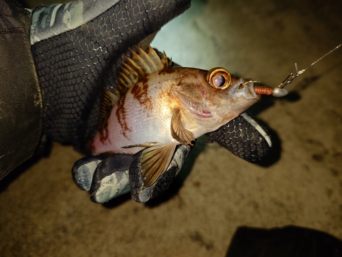 メバルの釣果