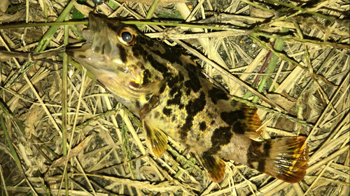 タケノコメバルの釣果