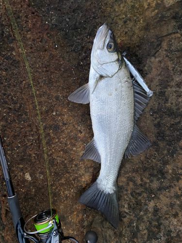 ヒラスズキの釣果