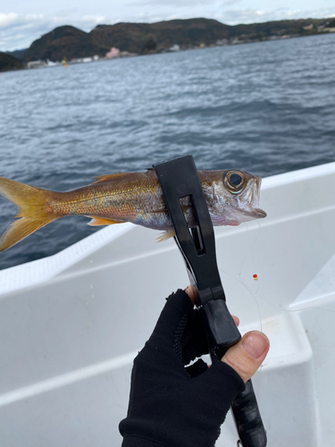 ムツの釣果