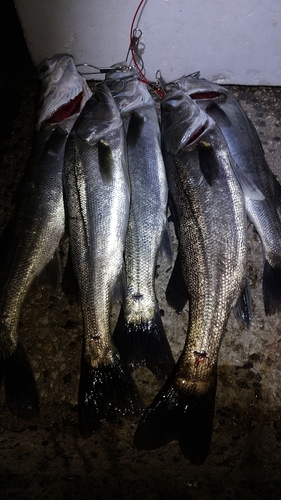 シーバスの釣果