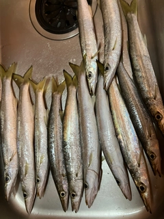 カマスの釣果