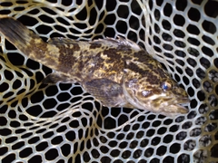 タケノコメバルの釣果