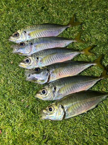 アジの釣果