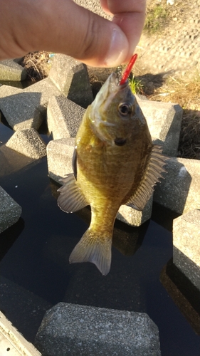 ブルーギルの釣果