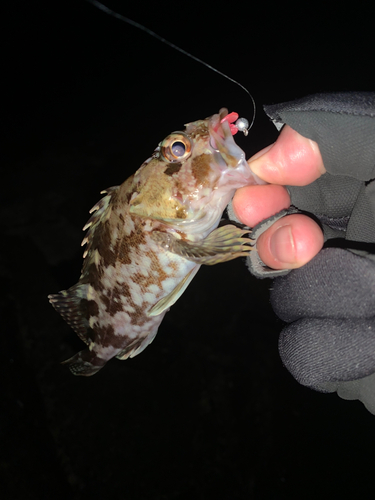 カサゴの釣果