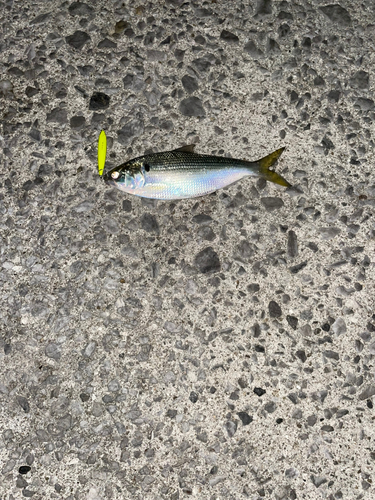 コノシロの釣果