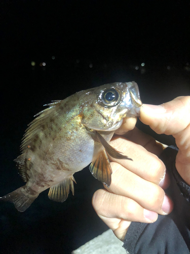 メバルの釣果